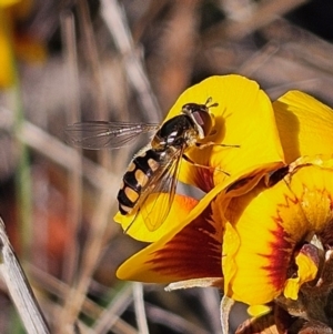 Simosyrphus grandicornis at Bombay, NSW - 7 Sep 2024