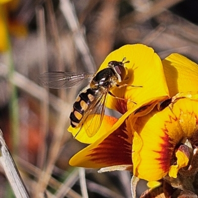 Unidentified Hover fly (Syrphidae) at Bombay, NSW - 7 Sep 2024 by MatthewFrawley