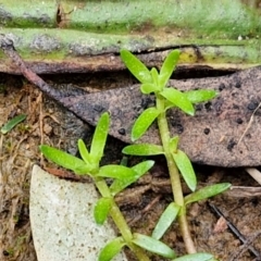 Crassula sieberiana at Bungonia, NSW - 6 Sep 2024 by trevorpreston