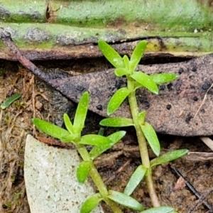 Crassula helmsii at Bungonia, NSW - 7 Sep 2024 09:32 AM