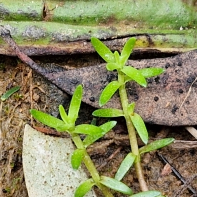 Crassula helmsii (Swamp Stonecrop) at Bungonia, NSW - 6 Sep 2024 by trevorpreston