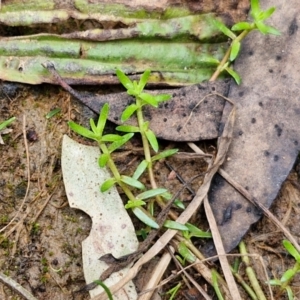 Crassula helmsii at Bungonia, NSW - 7 Sep 2024 09:32 AM