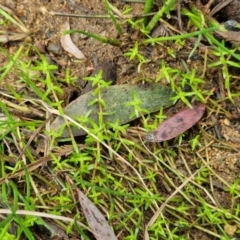 Crassula helmsii at Bungonia, NSW - 7 Sep 2024