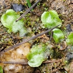 Lunularia cruciata at Bungonia, NSW - 6 Sep 2024 by trevorpreston