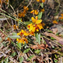 Mirbelia platylobioides at Bombay, NSW - 7 Sep 2024 by MatthewFrawley