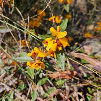 Mirbelia platylobioides at Bombay, NSW - 7 Sep 2024 by MatthewFrawley