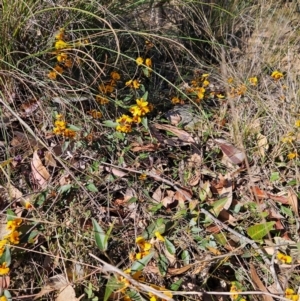 Mirbelia platylobioides at Bombay, NSW - 7 Sep 2024