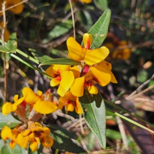 Mirbelia platylobioides at Bombay, NSW - 7 Sep 2024