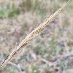 Dichelachne (genus) (Plume Grasses) at Bungonia, NSW - 7 Sep 2024 by trevorpreston