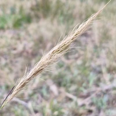 Unidentified Grass at Bungonia, NSW - 6 Sep 2024 by trevorpreston