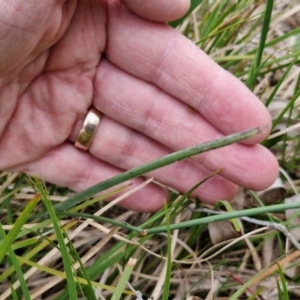 Dichelachne sp. at Bungonia, NSW - 7 Sep 2024