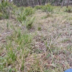 Dichelachne sp. at Bungonia, NSW - 7 Sep 2024