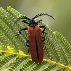 Porrostoma rhipidium (Long-nosed Lycid (Net-winged) beetle) at Surf Beach, NSW - 7 Sep 2024 by Hejor1