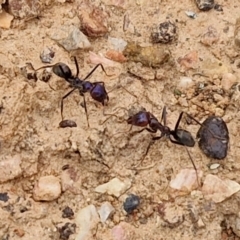 Iridomyrmex purpureus (Meat Ant) at Bungonia, NSW - 7 Sep 2024 by trevorpreston