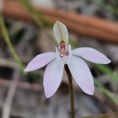 Caladenia fuscata (Dusky Fingers) at Bungonia, NSW - 6 Sep 2024 by trevorpreston