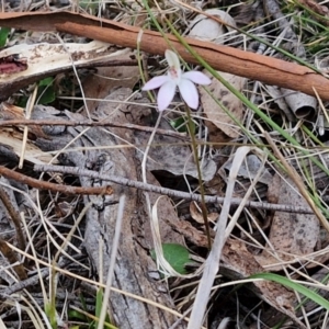 Caladenia fuscata at Bungonia, NSW - 7 Sep 2024