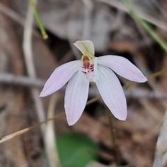 Caladenia fuscata at Bungonia, NSW - 7 Sep 2024