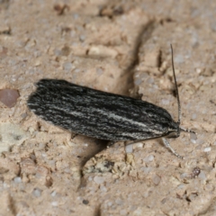 Pedois amaurophanes (A Gelechioid moth (Depressidae)) at Harrison, ACT - 6 Sep 2024 by DPRees125