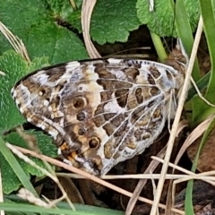 Vanessa kershawi (Australian Painted Lady) at Bungonia, NSW - 7 Sep 2024 by trevorpreston