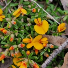 Pultenaea microphylla (Egg and Bacon Pea) at Bungonia, NSW - 6 Sep 2024 by trevorpreston