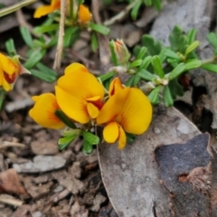 Pultenaea microphylla at Bungonia, NSW - 7 Sep 2024 09:17 AM