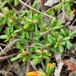 Pultenaea microphylla at Bungonia, NSW - 7 Sep 2024 09:17 AM