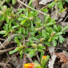 Pultenaea microphylla at Bungonia, NSW - 7 Sep 2024