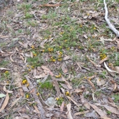 Pultenaea microphylla at Bungonia, NSW - 7 Sep 2024 09:17 AM