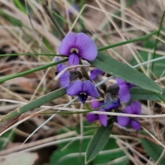 Hovea heterophylla (Common Hovea) at Bungonia, NSW - 6 Sep 2024 by trevorpreston