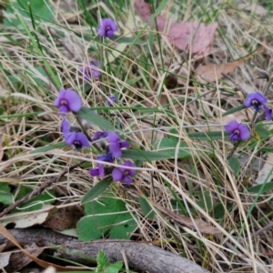 Hovea heterophylla at Bungonia, NSW - 7 Sep 2024