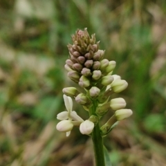 Stackhousia monogyna at Bungonia, NSW - 6 Sep 2024 by trevorpreston