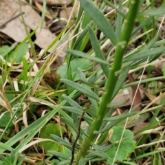 Stackhousia monogyna at Bungonia, NSW - 7 Sep 2024