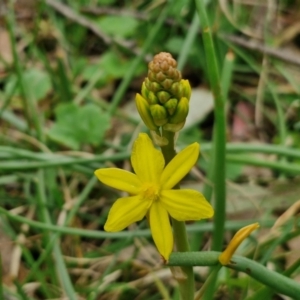 Bulbine bulbosa at Bungonia, NSW - 7 Sep 2024