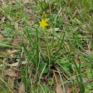 Bulbine bulbosa at Bungonia, NSW - 7 Sep 2024