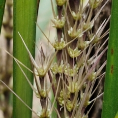 Lomandra longifolia at Bungonia, NSW - 6 Sep 2024 by trevorpreston