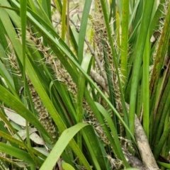 Lomandra longifolia at Bungonia, NSW - 7 Sep 2024