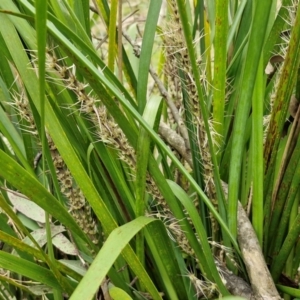 Lomandra longifolia at Bungonia, NSW - 7 Sep 2024 09:12 AM