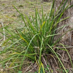 Lomandra longifolia at Bungonia, NSW - 7 Sep 2024