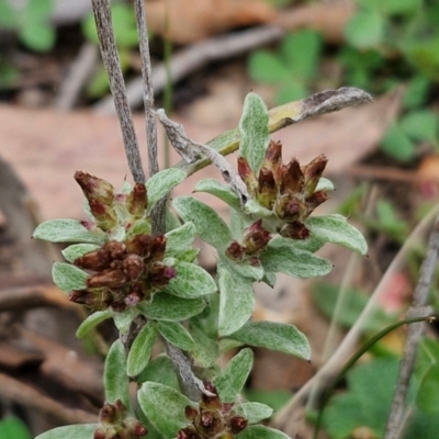 Gamochaeta calviceps (Narrowleaf Purple Everlasting) at Bungonia, NSW - 7 Sep 2024 by trevorpreston