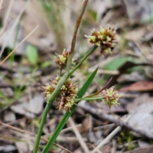 Luzula densiflora at Bungonia, NSW - 7 Sep 2024 09:11 AM