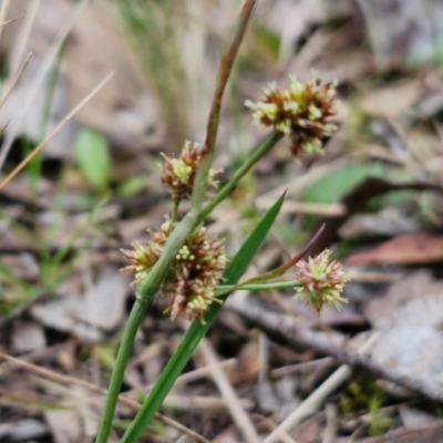 Luzula densiflora at Bungonia, NSW - 6 Sep 2024 by trevorpreston