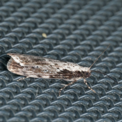 Digama marmorea (An Erebid moth) at Harrison, ACT - 6 Sep 2024 by DPRees125