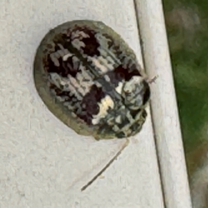 Paropsini sp. (tribe) at Surf Beach, NSW - 7 Sep 2024 01:12 PM