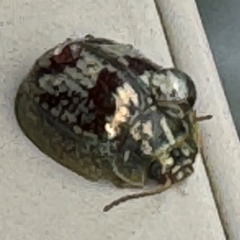 Paropsini sp. (tribe) at Surf Beach, NSW - 7 Sep 2024 01:12 PM