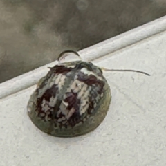 Paropsini sp. (tribe) at Surf Beach, NSW - 7 Sep 2024 01:12 PM