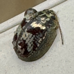 Paropsini sp. (tribe) at Surf Beach, NSW - 7 Sep 2024 01:12 PM