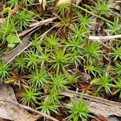 Polytrichaceae sp. (family) (A moss) at Bungonia, NSW - 6 Sep 2024 by trevorpreston