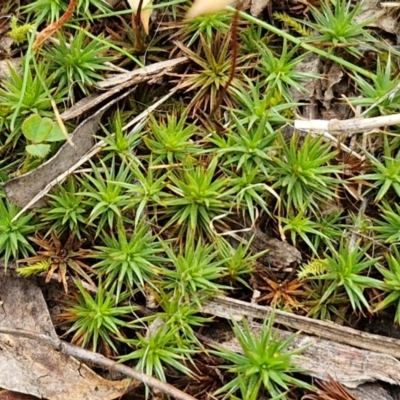 Polytrichaceae sp. (family) at Bungonia, NSW - 6 Sep 2024 by trevorpreston