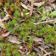 Polytrichaceae sp. (family) at Bungonia, NSW - 7 Sep 2024