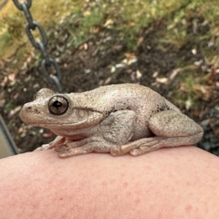 Litoria peronii at Surf Beach, NSW - 7 Sep 2024